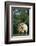 Two Pygmy Goats-DLILLC-Framed Photographic Print