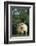 Two Pygmy Goats-DLILLC-Framed Photographic Print