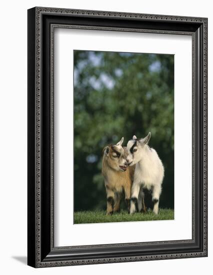 Two Pygmy Goats-DLILLC-Framed Photographic Print