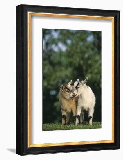 Two Pygmy Goats-DLILLC-Framed Photographic Print