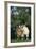 Two Pygmy Goats-DLILLC-Framed Photographic Print