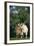 Two Pygmy Goats-DLILLC-Framed Photographic Print