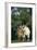 Two Pygmy Goats-DLILLC-Framed Photographic Print