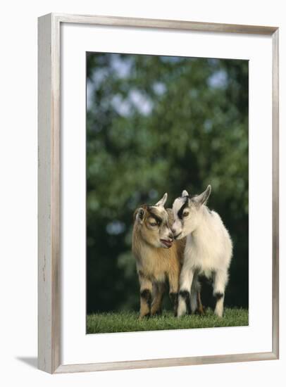 Two Pygmy Goats-DLILLC-Framed Photographic Print