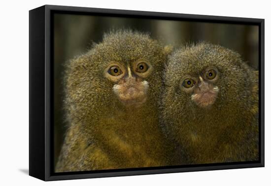 Two Pygmy Marmosets (Cebuella Puygmaea) Captive-Edwin Giesbers-Framed Premier Image Canvas