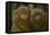 Two Pygmy Marmosets (Cebuella Puygmaea) Captive-Edwin Giesbers-Framed Premier Image Canvas