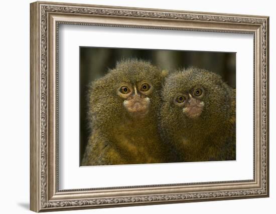 Two Pygmy Marmosets (Cebuella Puygmaea) Captive-Edwin Giesbers-Framed Photographic Print