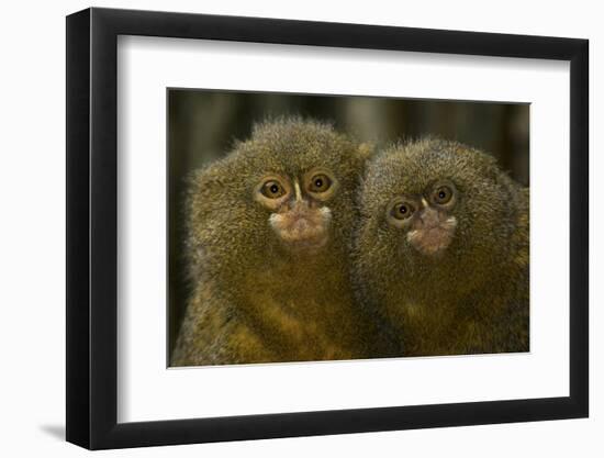 Two Pygmy Marmosets (Cebuella Puygmaea) Captive-Edwin Giesbers-Framed Photographic Print