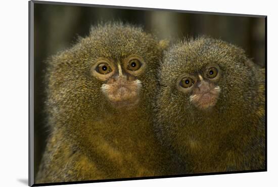 Two Pygmy Marmosets (Cebuella Puygmaea) Captive-Edwin Giesbers-Mounted Photographic Print