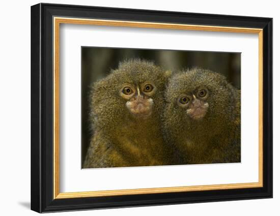 Two Pygmy Marmosets (Cebuella Puygmaea) Captive-Edwin Giesbers-Framed Photographic Print