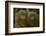 Two Pygmy Marmosets (Cebuella Puygmaea) Captive-Edwin Giesbers-Framed Photographic Print