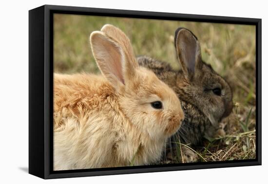 Two Rabbits Bunnies Full Frame-Richard Peterson-Framed Premier Image Canvas