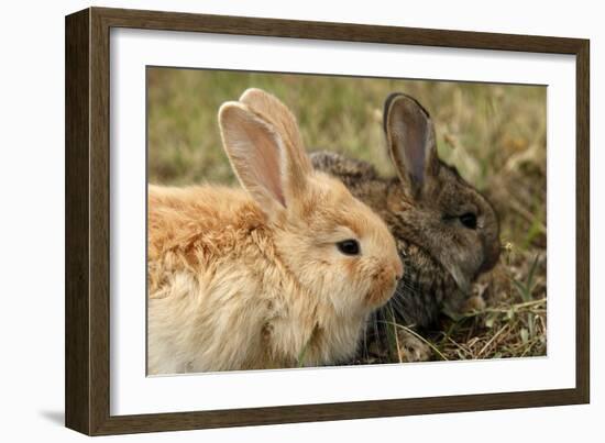 Two Rabbits Bunnies Full Frame-Richard Peterson-Framed Photographic Print