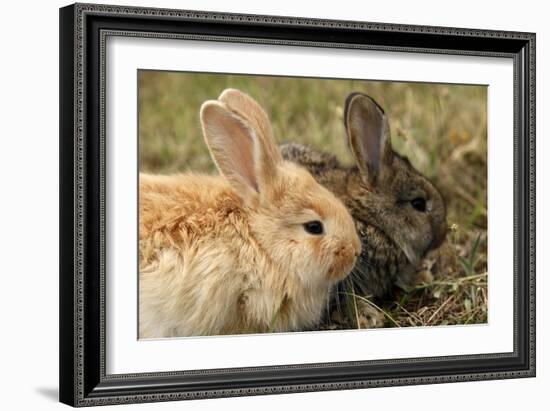 Two Rabbits Bunnies Full Frame-Richard Peterson-Framed Photographic Print