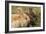 Two Rabbits Bunnies Full Frame-Richard Peterson-Framed Photographic Print