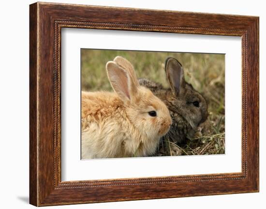 Two Rabbits Bunnies Full Frame-Richard Peterson-Framed Photographic Print
