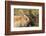 Two Rabbits Bunnies Full Frame-Richard Peterson-Framed Photographic Print