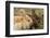 Two Rabbits Bunnies Full Frame-Richard Peterson-Framed Photographic Print