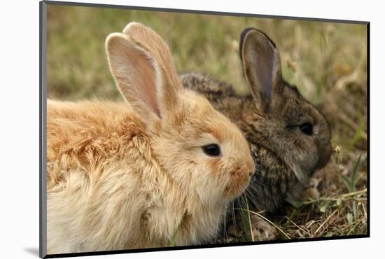 Two Rabbits Bunnies Full Frame-Richard Peterson-Mounted Photographic Print