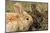 Two Rabbits Bunnies Full Frame-Richard Peterson-Mounted Photographic Print