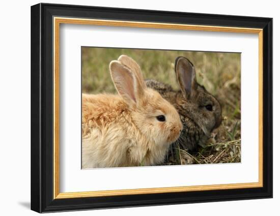 Two Rabbits Bunnies Full Frame-Richard Peterson-Framed Photographic Print