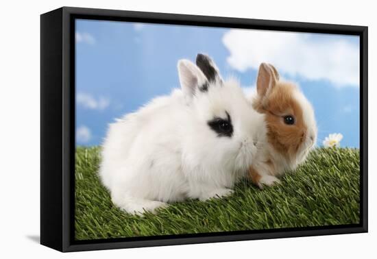 Two Rabbits Bunnies on Green Grass-Richard Peterson-Framed Premier Image Canvas