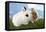 Two Rabbits Bunnies on Green Grass-Richard Peterson-Framed Premier Image Canvas