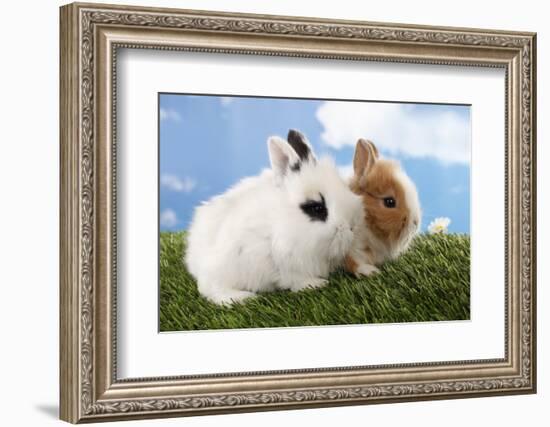 Two Rabbits Bunnies on Green Grass-Richard Peterson-Framed Photographic Print