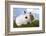 Two Rabbits Bunnies on Green Grass-Richard Peterson-Framed Photographic Print