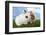 Two Rabbits Bunnies on Green Grass-Richard Peterson-Framed Photographic Print
