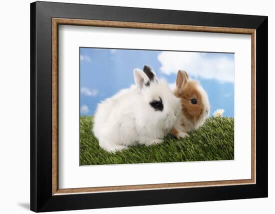 Two Rabbits Bunnies on Green Grass-Richard Peterson-Framed Photographic Print