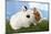 Two Rabbits Bunnies on Green Grass-Richard Peterson-Mounted Photographic Print