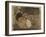 Two Rabbits, One Eating Carrots-Joseph Crawhall-Framed Giclee Print