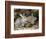 Two Rabbits-John Sherrin-Framed Giclee Print