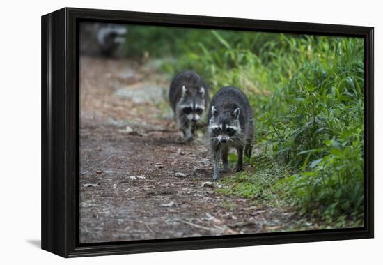 Two Raccoons Walking-Sheila Haddad-Framed Premier Image Canvas