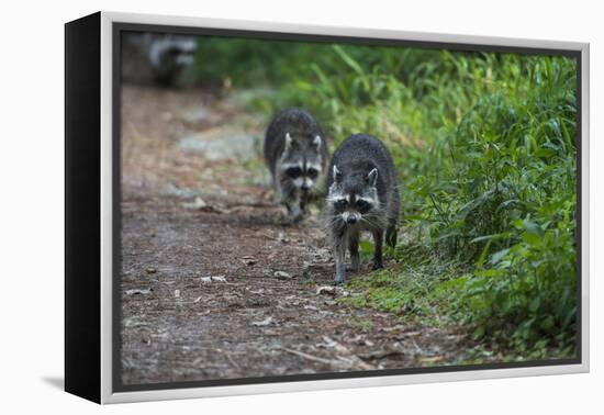 Two Raccoons Walking-Sheila Haddad-Framed Premier Image Canvas