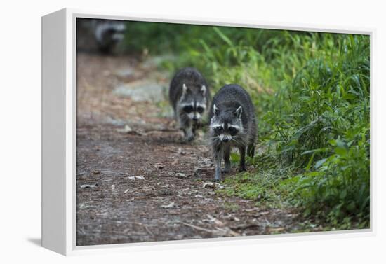 Two Raccoons Walking-Sheila Haddad-Framed Premier Image Canvas
