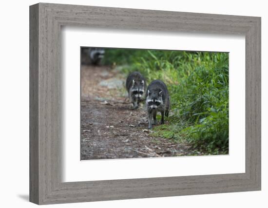 Two Raccoons Walking-Sheila Haddad-Framed Photographic Print