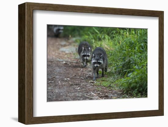 Two Raccoons Walking-Sheila Haddad-Framed Photographic Print