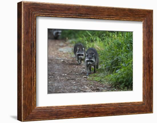 Two Raccoons Walking-Sheila Haddad-Framed Photographic Print