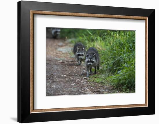 Two Raccoons Walking-Sheila Haddad-Framed Photographic Print