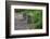 Two Raccoons Walking-Sheila Haddad-Framed Photographic Print