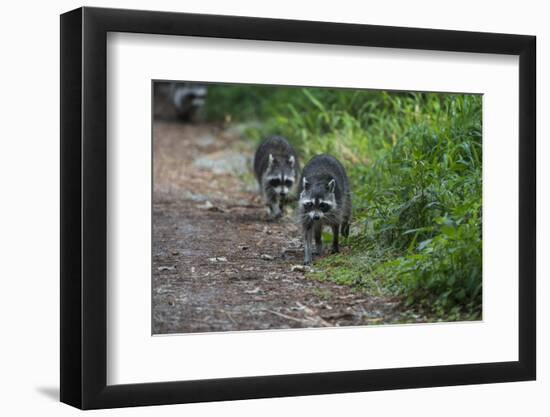 Two Raccoons Walking-Sheila Haddad-Framed Photographic Print