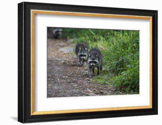 Two Raccoons Walking-Sheila Haddad-Framed Photographic Print