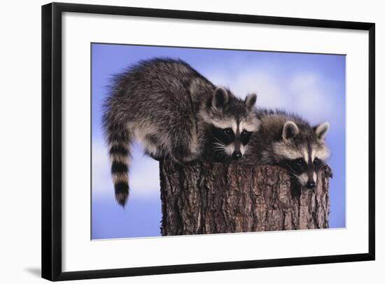 Two Raccoons-DLILLC-Framed Photographic Print