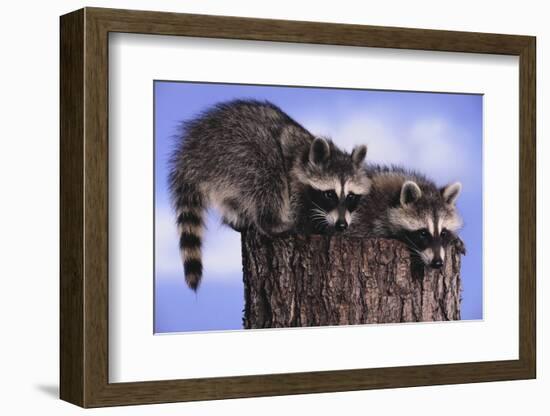 Two Raccoons-DLILLC-Framed Photographic Print