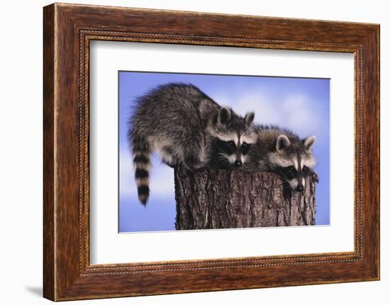 Two Raccoons-DLILLC-Framed Photographic Print