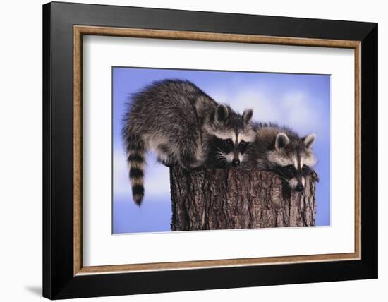 Two Raccoons-DLILLC-Framed Photographic Print