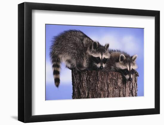 Two Raccoons-DLILLC-Framed Photographic Print