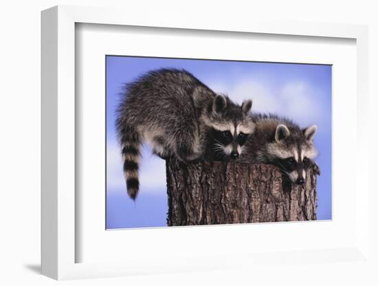 Two Raccoons-DLILLC-Framed Photographic Print